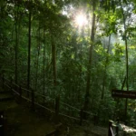 Bukit Timah Nature Reserve: Singapore’s Oldest Rainforest Escape