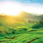 Cameron Highlands Pahang