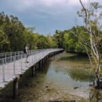 Chek Jawa Wetlands: Discover Intertidal Marine Life on Pulau Ubin