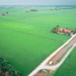 Finding Solace in Sekinchan