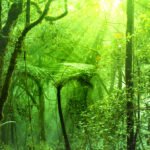 Mossy Forest Cameron Highlands: Discover Malaysia’s Most Enchanted Cloud Forest