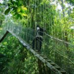 Taman Negara: Explore Malaysia’s Ancient Rainforest and Wildlife Wonderland