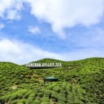 The Best of Cameron Highlands