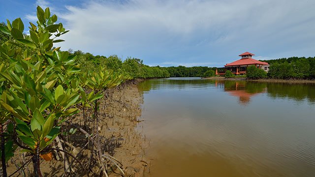 Kina Benuwa Mangrove Malaysia Labuan